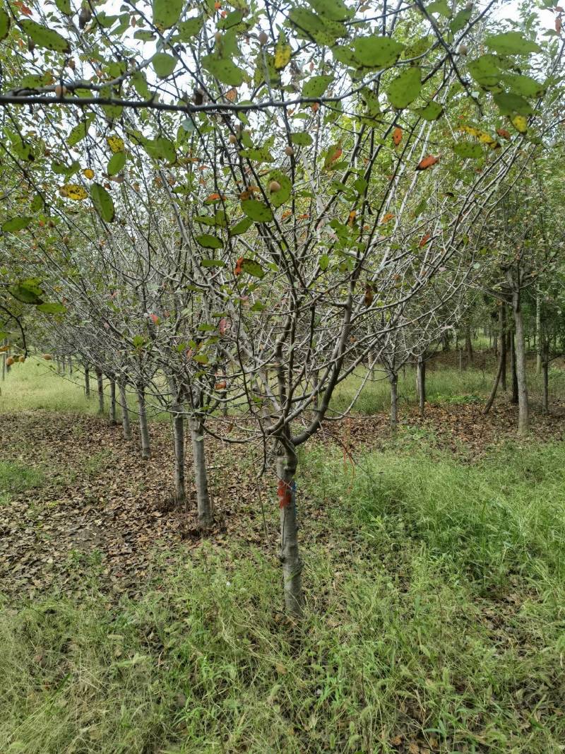 江苏大面积种植海棠基地海棠变色中质量保证可视频看货