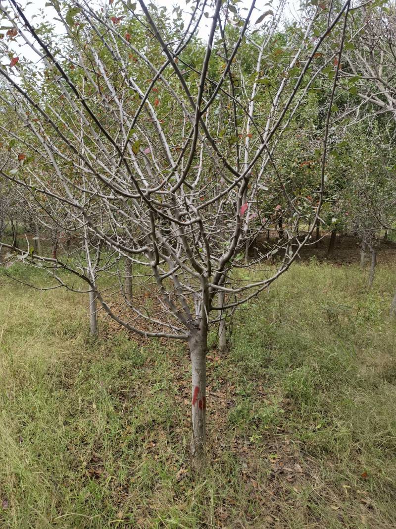 江苏大面积种植海棠基地海棠变色中质量保证可视频看货