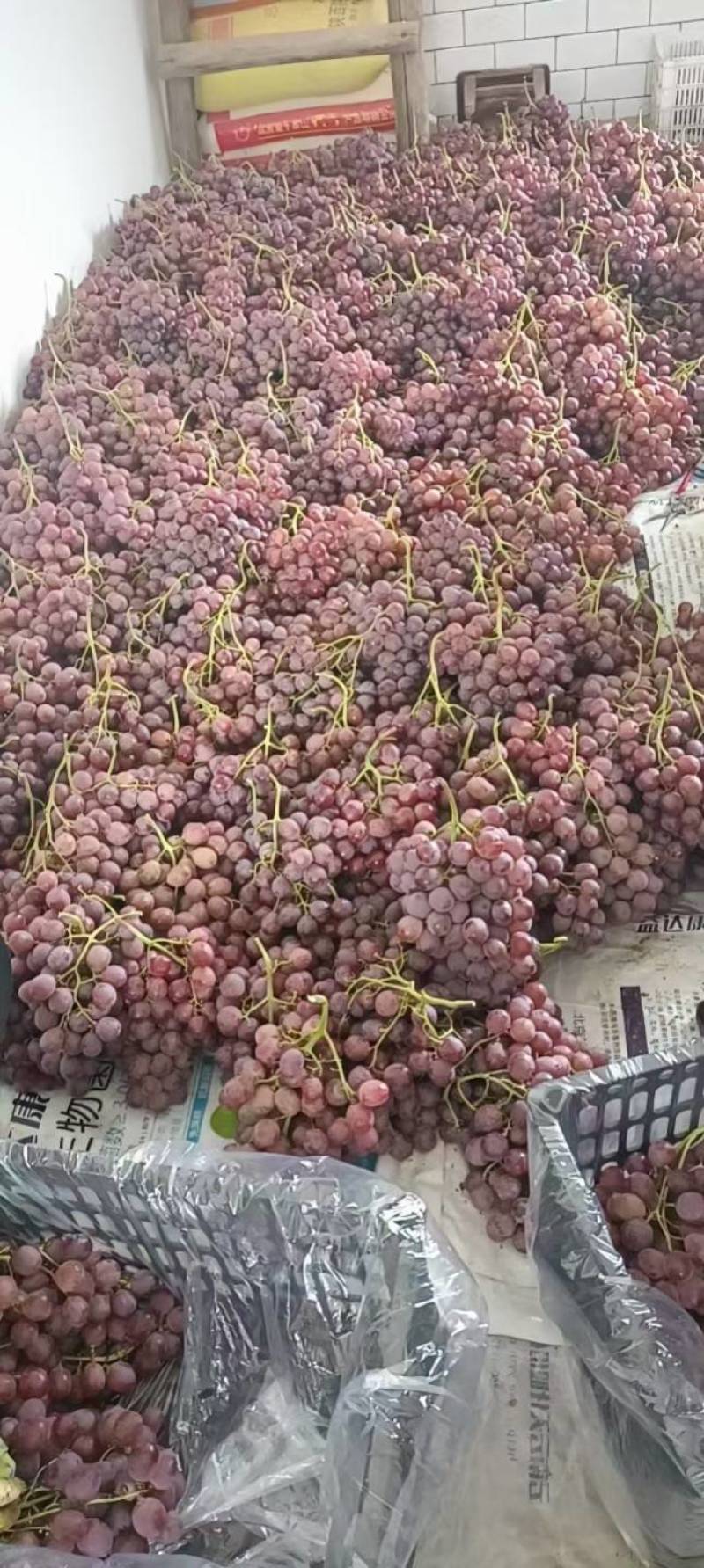 红提大量供应，价格亲民，串行好颗粒大，