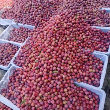脆红李大量上市，1元