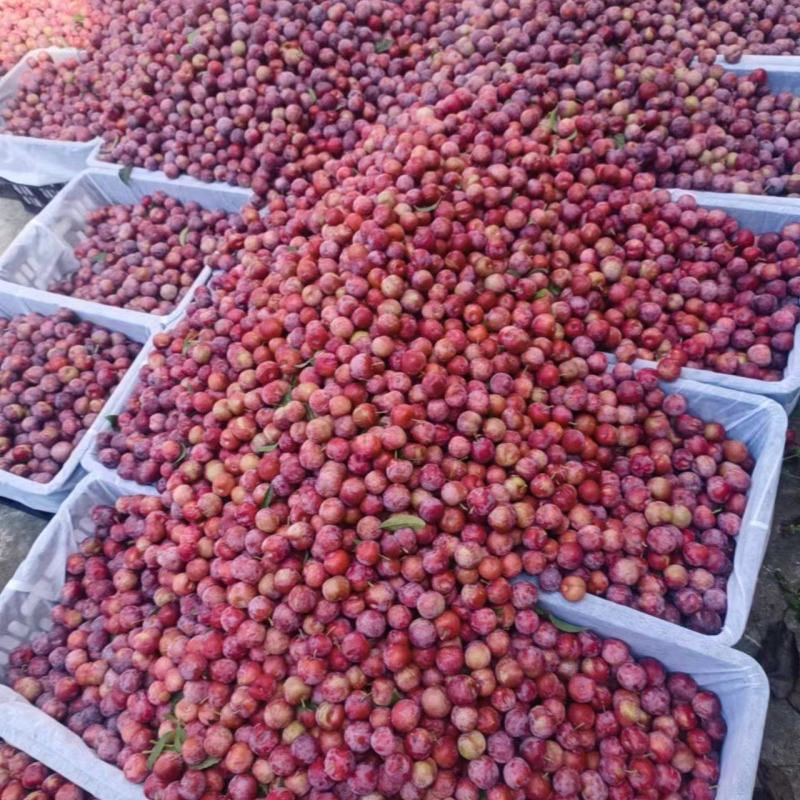 脆红李大量上市，1元