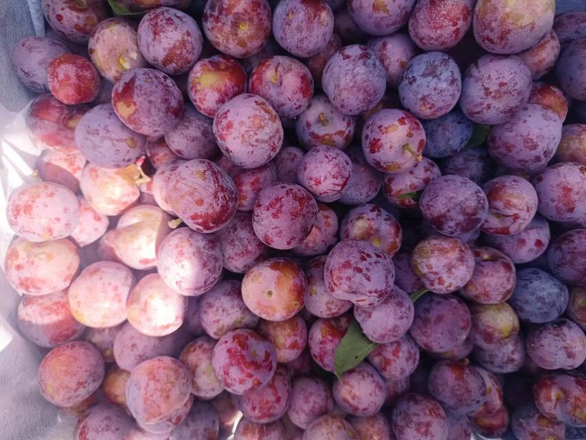 脆红李子果实特写