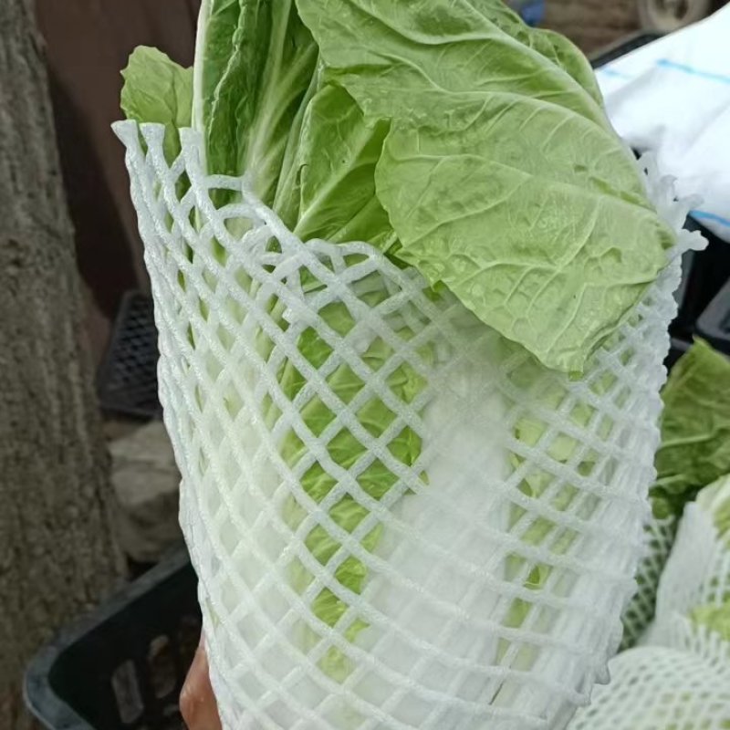 开封夏阳白菜，小颗2到4货源充足全国发货视频看货量大从优