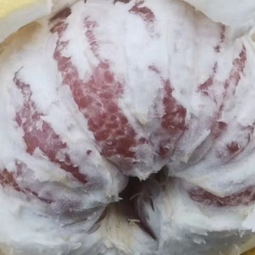 来哦，，有大，，有红的，，三红柚，，，，，，，，