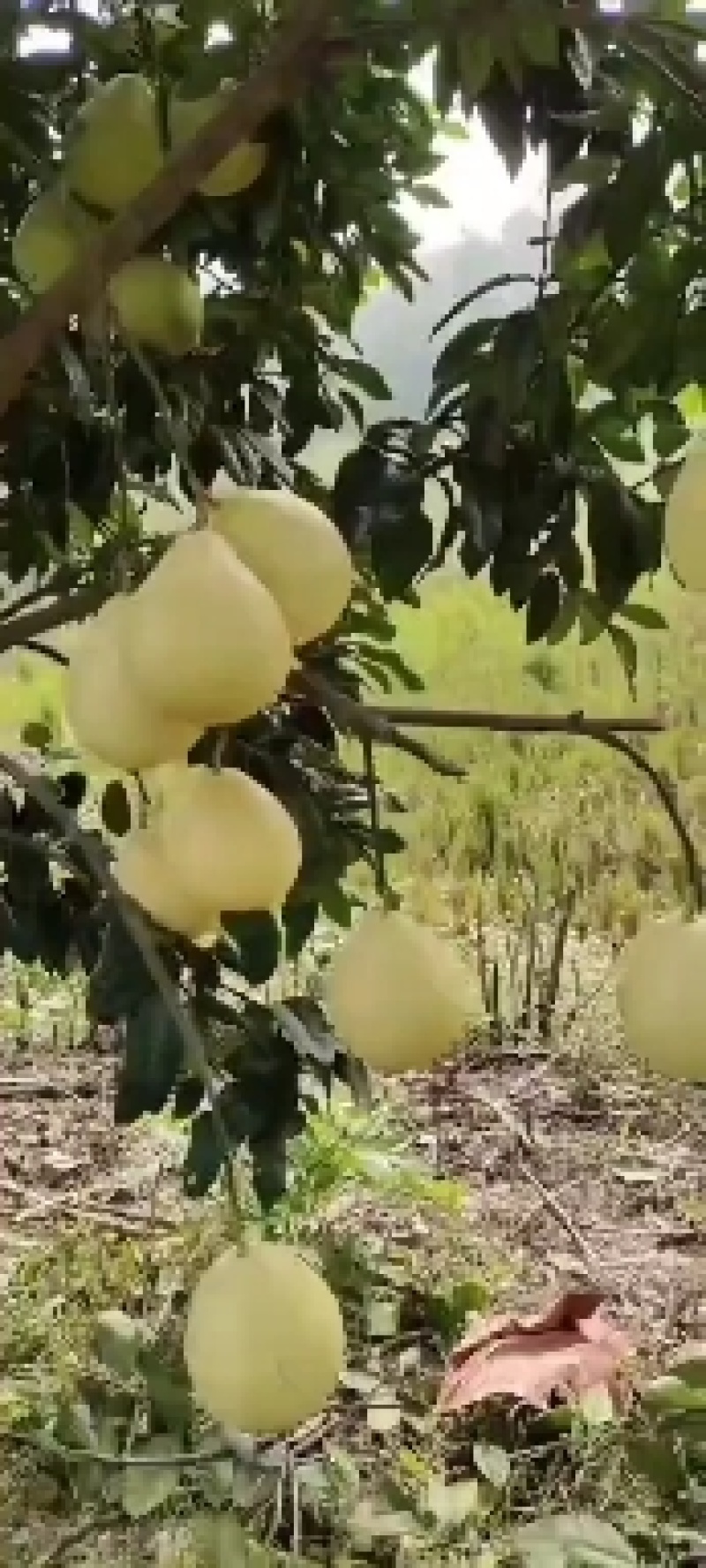 来哦，，有大，，有红的，，三红柚，，，，，，，，