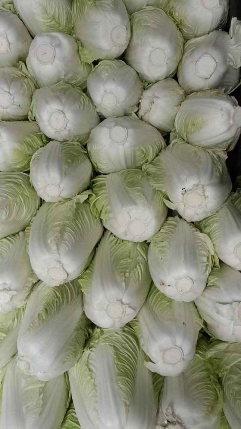 开封夏阳白菜，小颗2到4货源充足全国发货视频看货量大从优