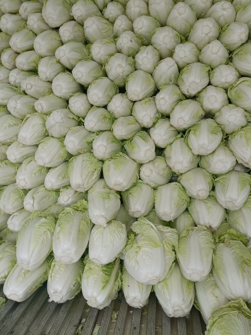 开封夏阳白菜，小颗2到4货源充足全国发货视频看货量大从优