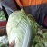 开封夏阳白菜，小颗2到4货源充足全国发货视频看货量大从优
