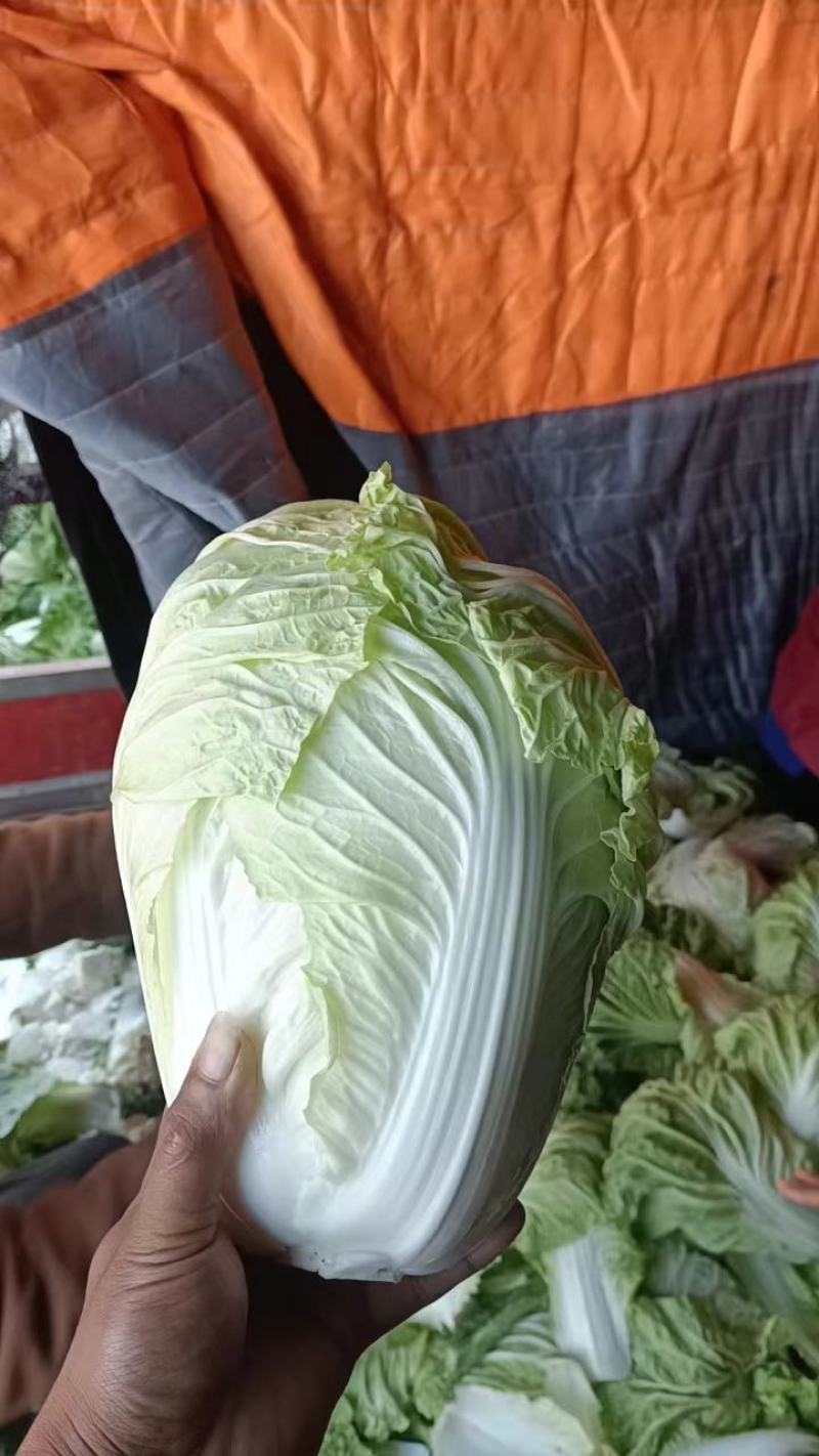 开封夏阳白菜，小颗2到4货源充足全国发货视频看货量大从优