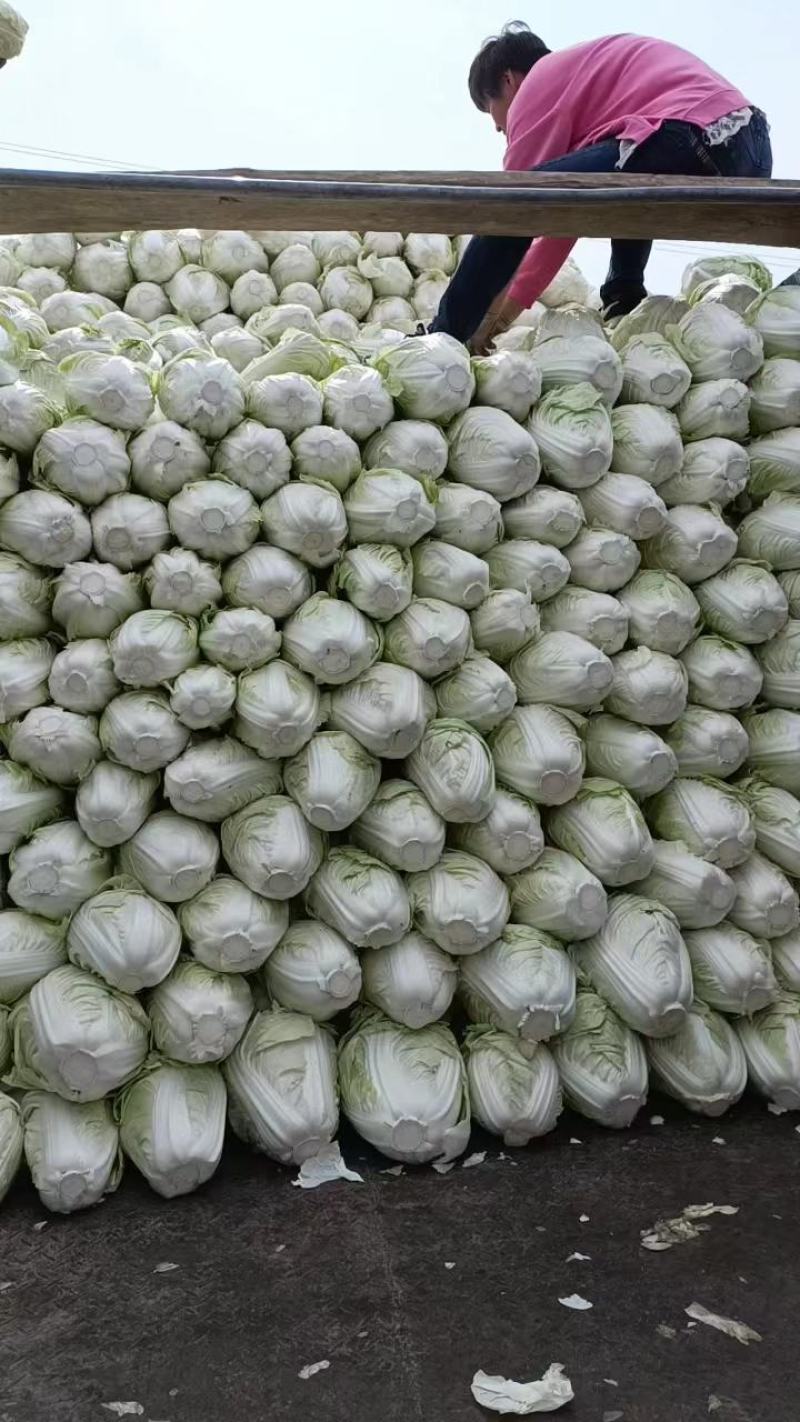 开封夏阳白菜，小颗2到4货源充足全国发货视频看货量大从优