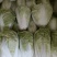 开封夏阳白菜，小颗2到4货源充足全国发货视频看货量大从优