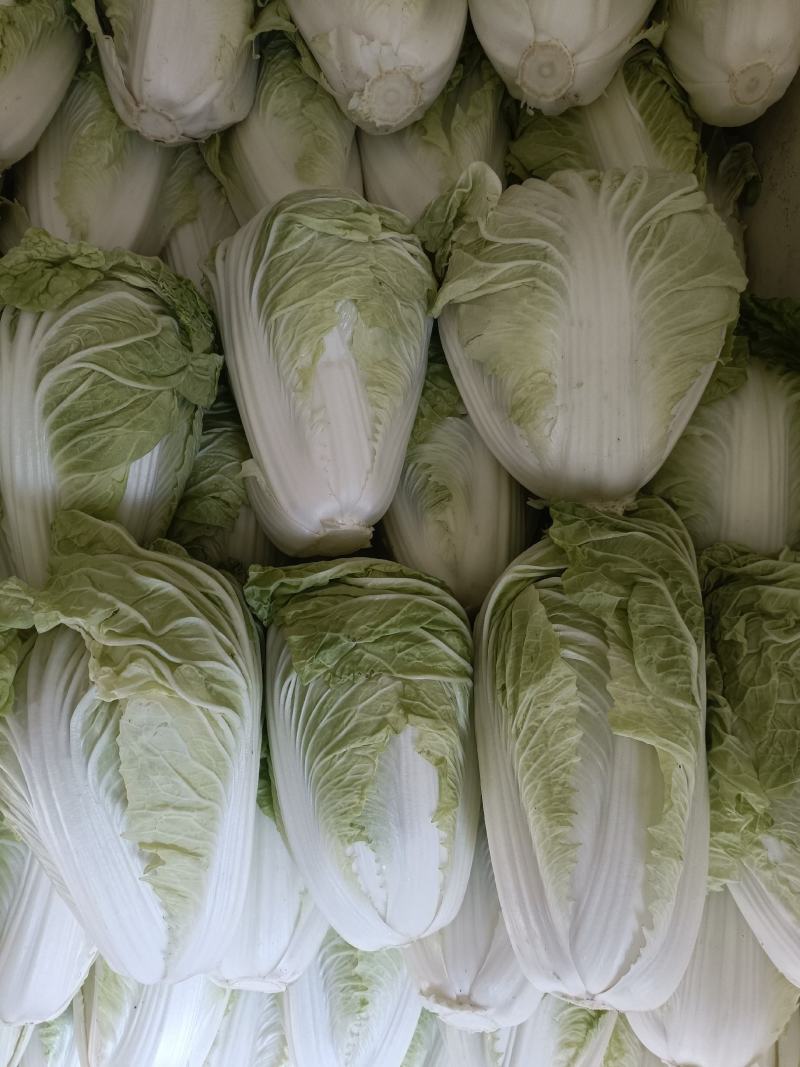 开封夏阳白菜，小颗2到4货源充足全国发货视频看货量大从优