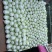 开封夏阳白菜，小颗2到4货源充足全国发货视频看货量大从优