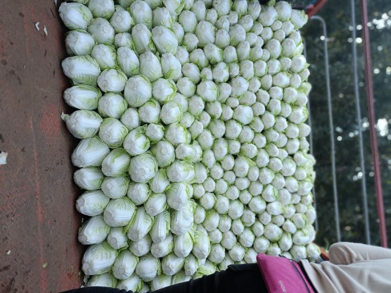 开封夏阳白菜，小颗2到4货源充足全国发货视频看货量大从优