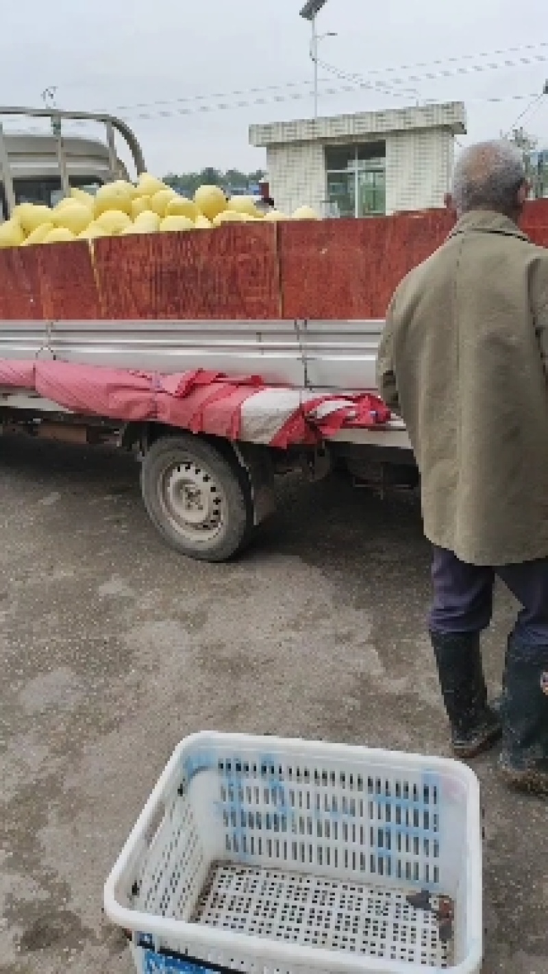 正宗红心柚。白柚有需要的可以跟我联系，，，，，，