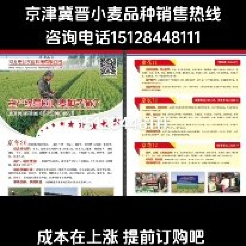 京津冀冬小麦厂家批发