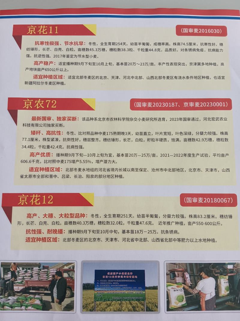 京津冀冬小麦厂家批发