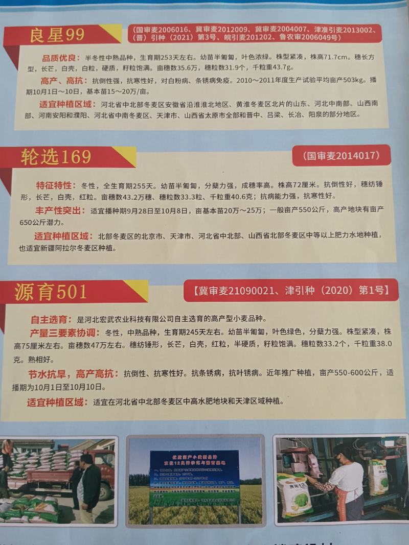 京津冀冬小麦厂家批发