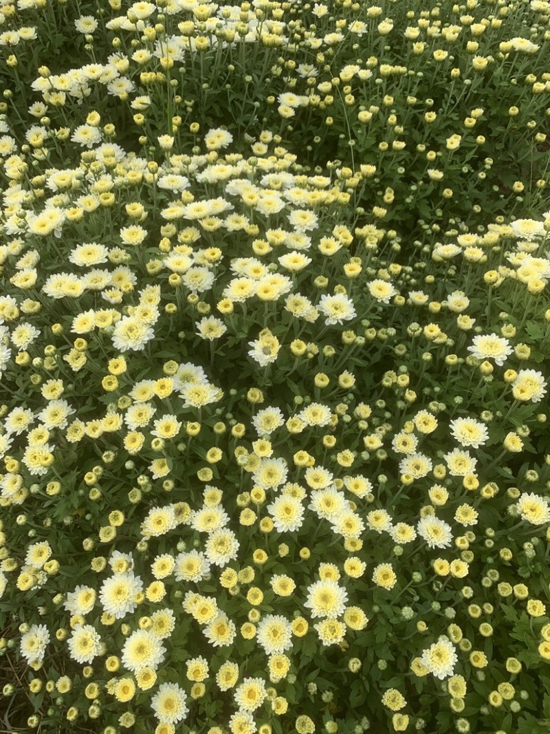 北京菊，无农残