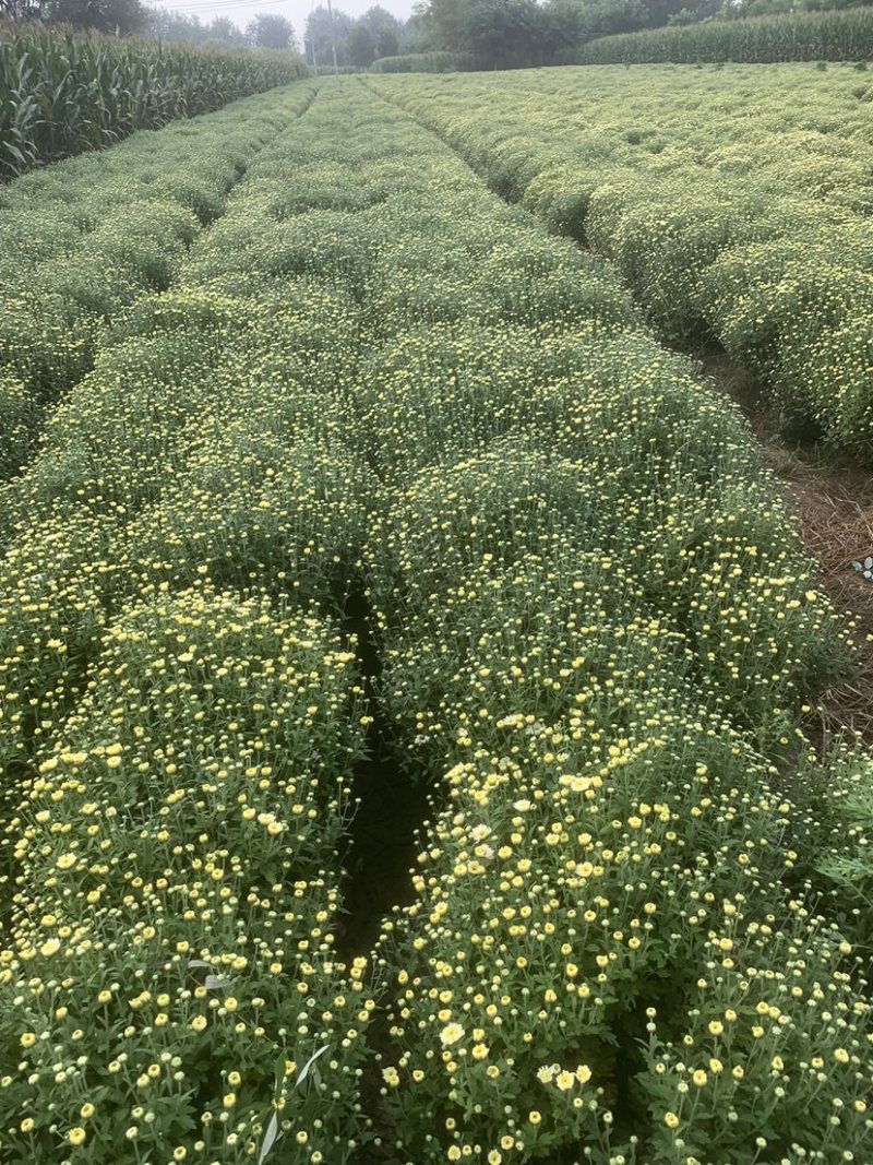 北京菊，无农残