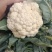 大量白花菜有机花菜上市需要下单联系