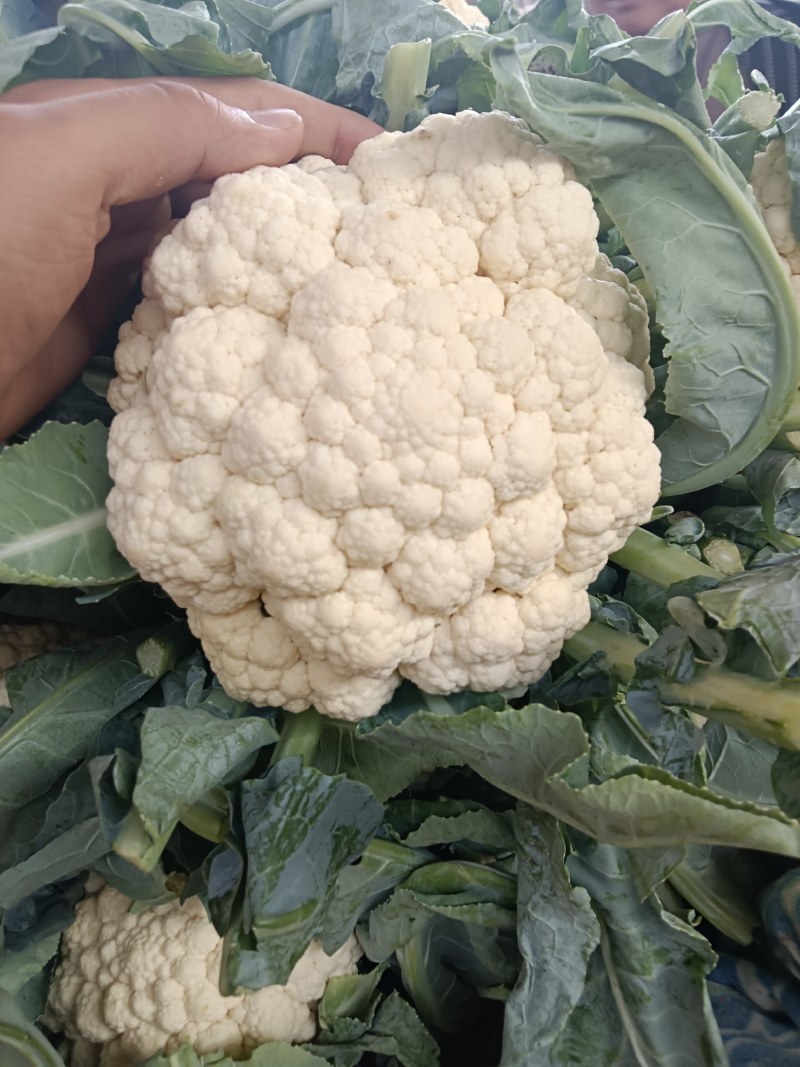 大量白花菜有机花菜上市需要下单联系