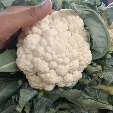 大量白花菜有机花菜上市需要下单联系