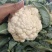 大量白花菜有机花菜上市需要下单联系