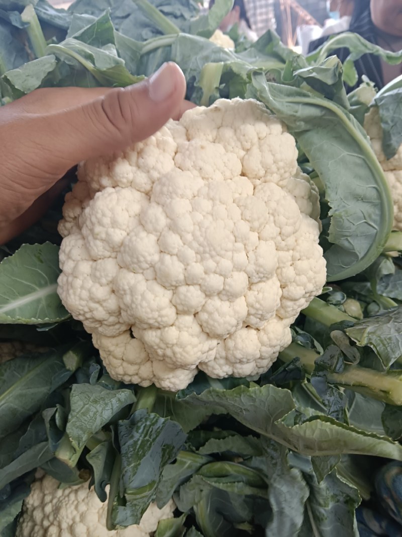 大量白花菜有机花菜上市需要下单联系