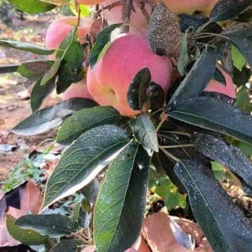 山东临沂红星苹果大量有货全国发货质量有保证产地直销