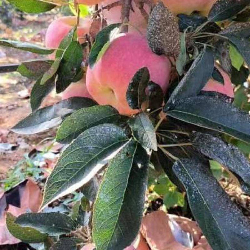 山东临沂红星苹果大量有货全国发货质量有保证产地直销