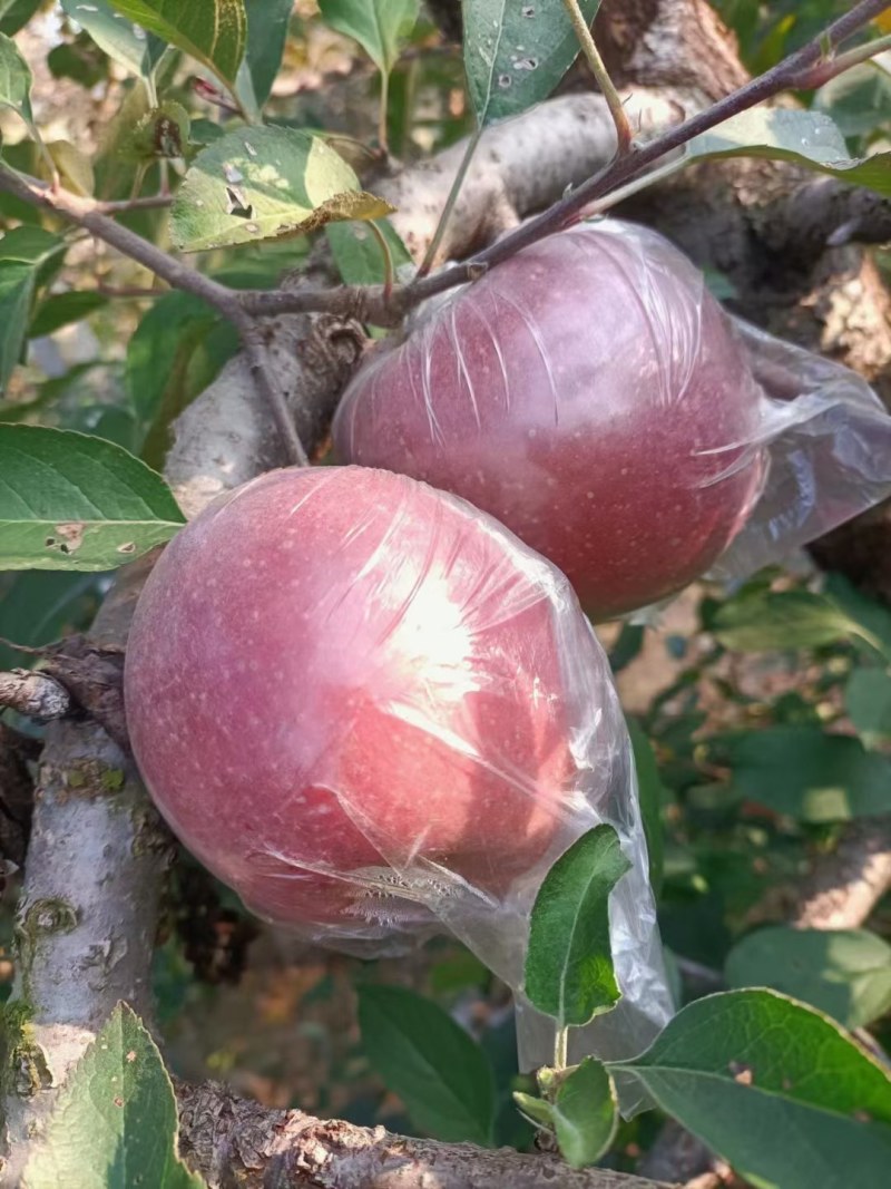 山东临沂红星苹果大量有货全国发货质量有保证产地直销