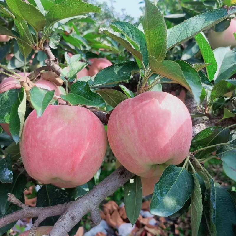 山东临沂红星苹果大量有货全国发货质量有保证产地直销