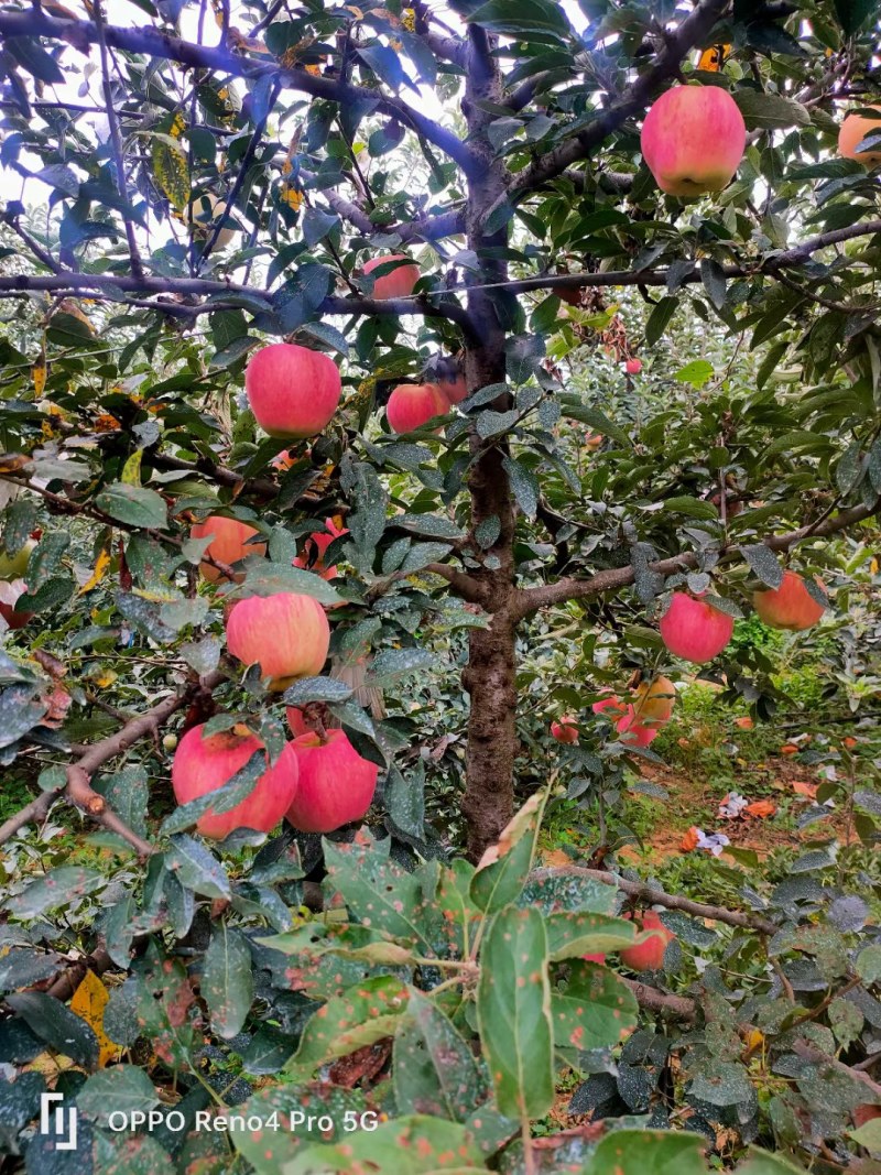 山东临沂红星苹果大量有货全国发货质量有保证产地直销