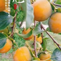 吊红柿子