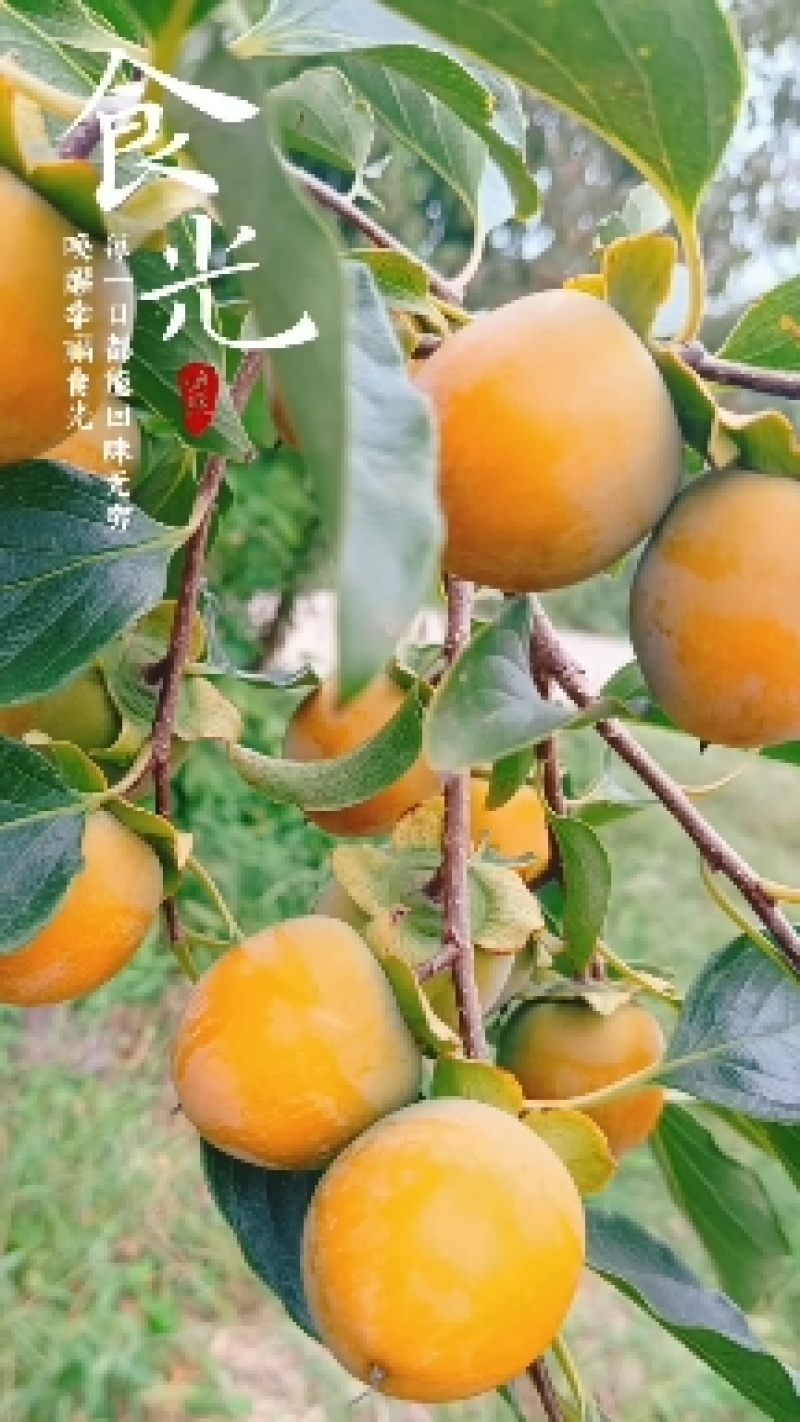吊红柿子