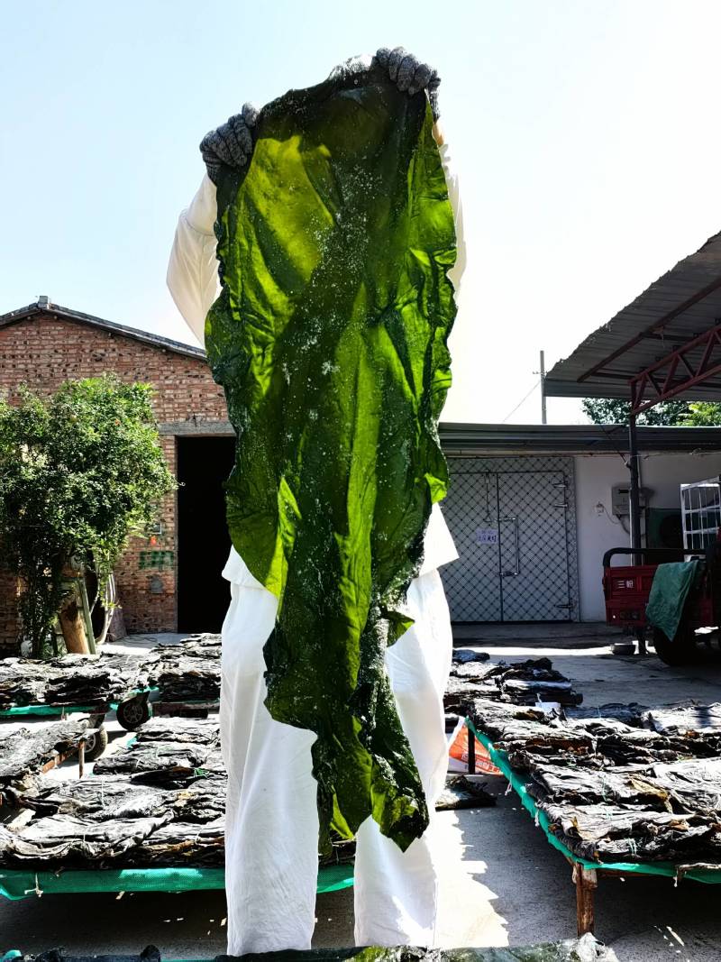 免蒸免洗海带板：半干100公分大板.无沙无黄.1:3泡发
