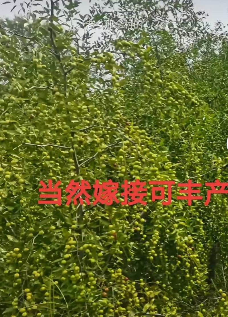 优选双仁酸枣苗，嫁接品种出仁率高、药用价值高、早结果丰产