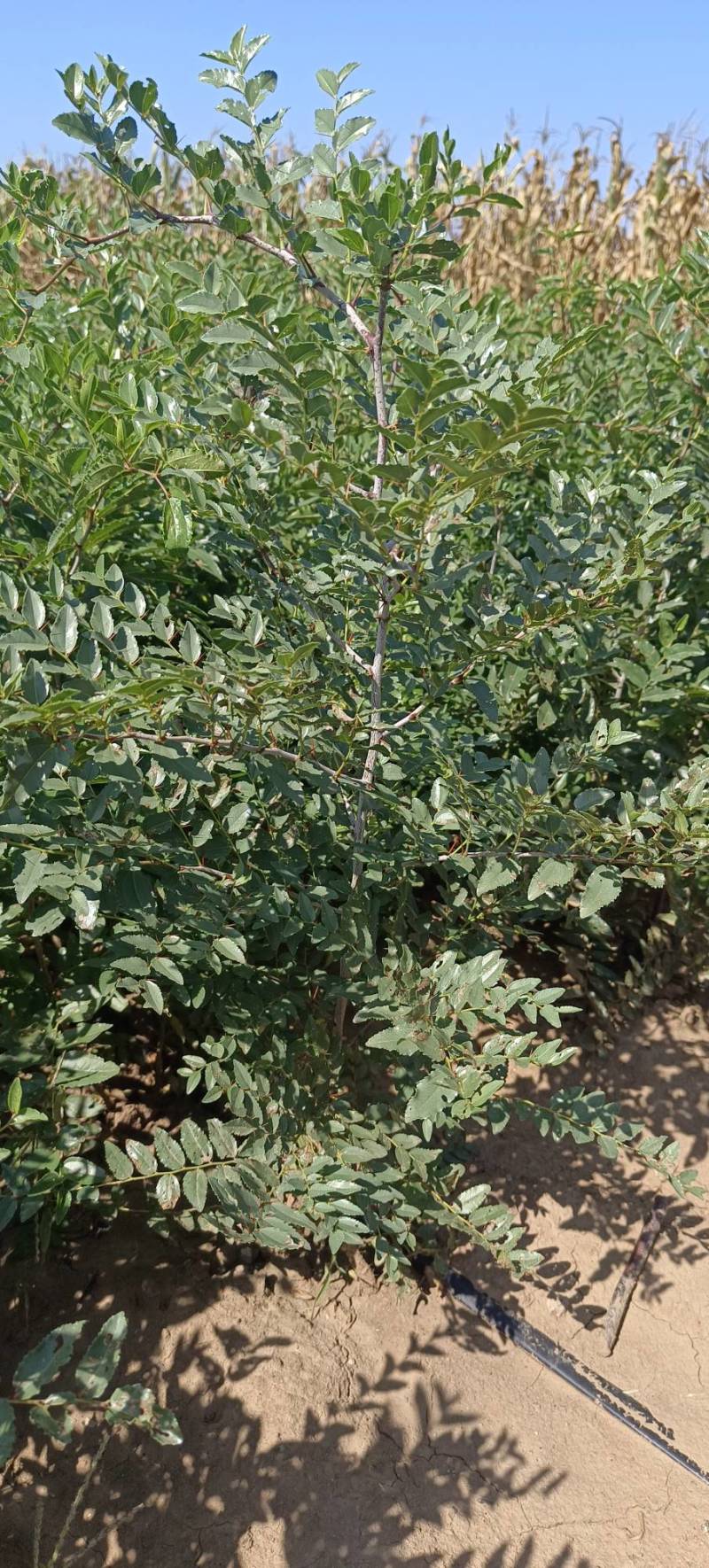 山枣杯苗，山枣苗，药用山枣苗，酸枣苗