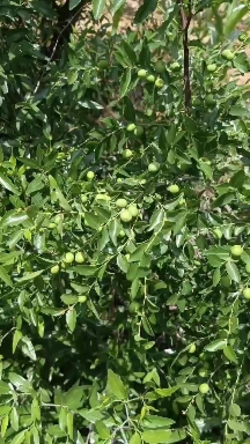 山枣杯苗，山枣苗，药用山枣苗，酸枣苗