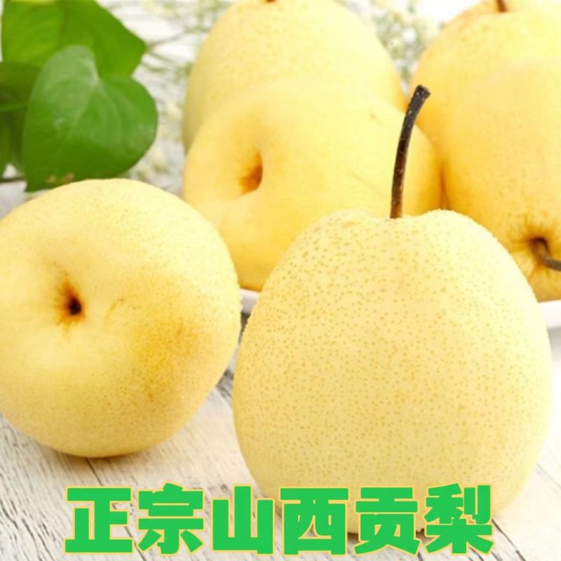 【山西贡梨】现摘现发产地直供一手货源品质保证全国发货