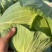 【精选】扁包菜京丰一号墨玉没虫眼，没烧边代发全国