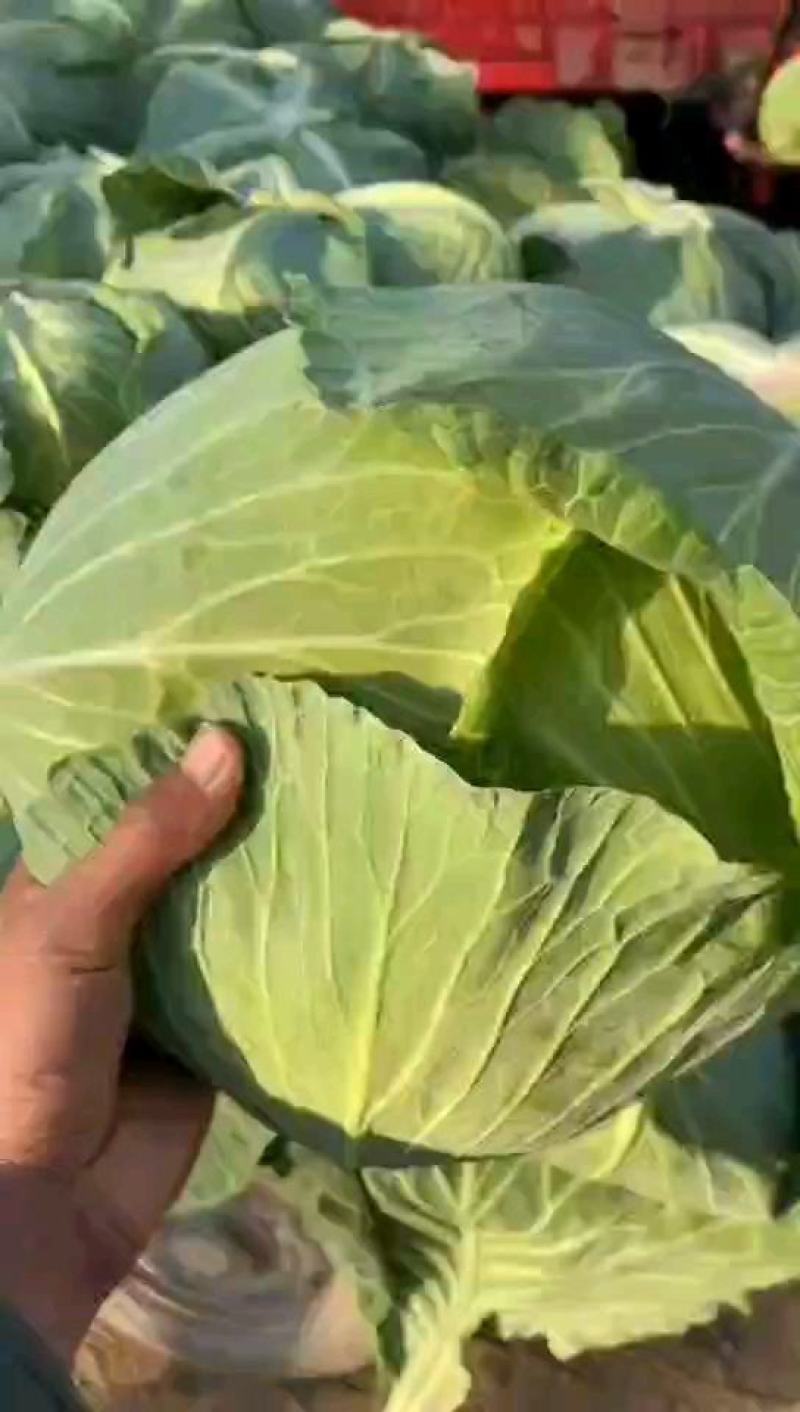 【精选】扁包菜京丰一号墨玉没虫眼，没烧边代发全国