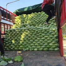 【精选】扁包菜京丰一号墨玉没虫眼，没烧边代发全国