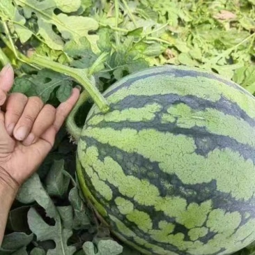 美都西瓜