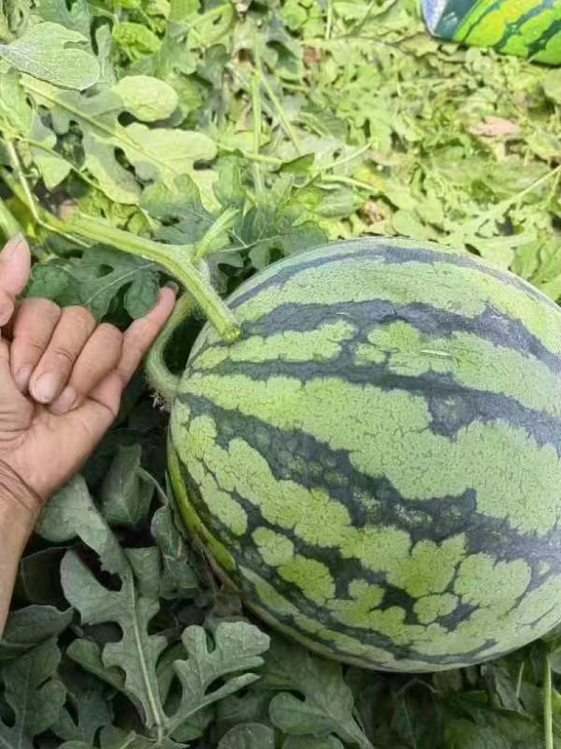 美都西瓜
