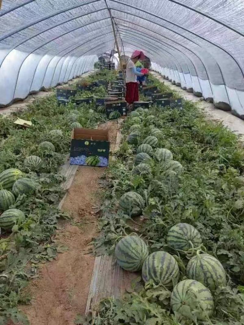 美都西瓜