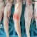 鲜活速冻龙头鱼豆腐鱼水潺鲜嫩海鱼新鲜速冻