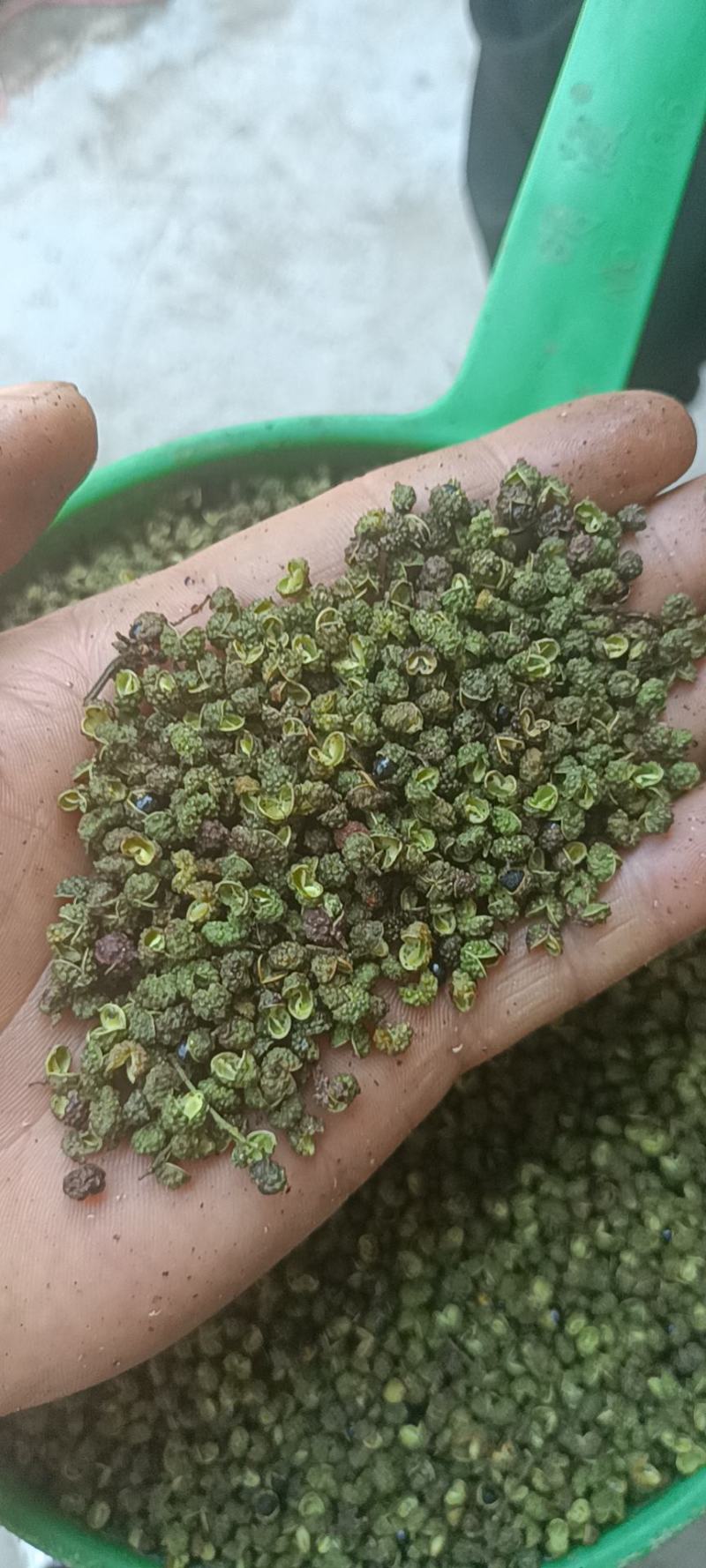 精选青花椒大量上市货源充足对接各大电商批发商欢迎致电