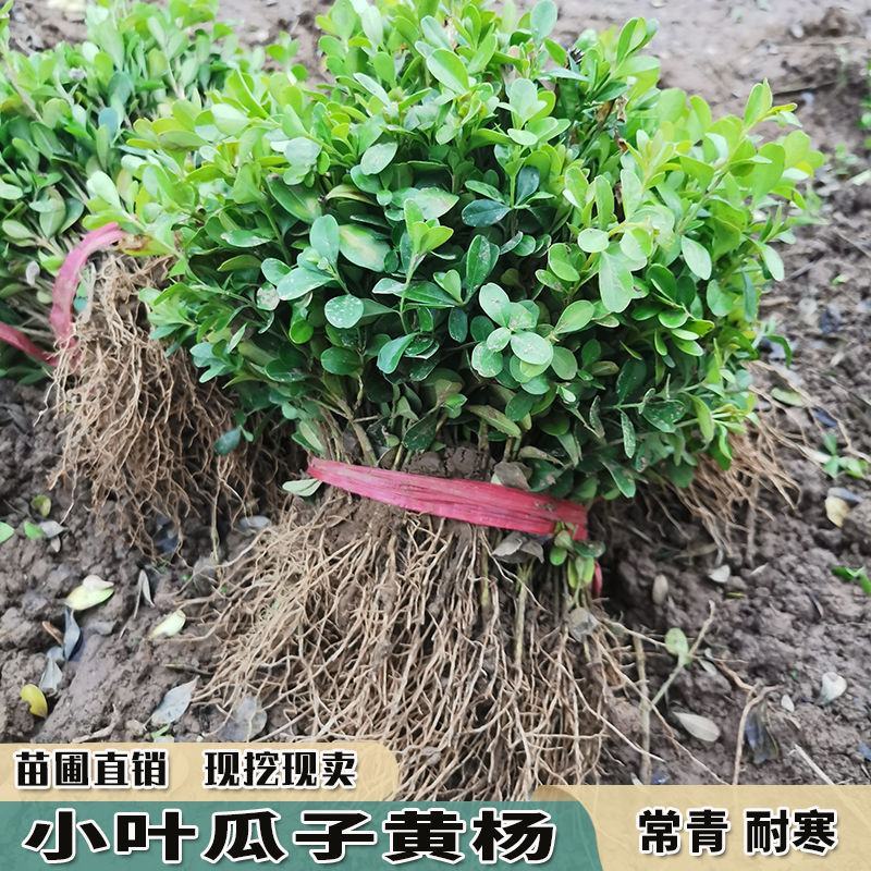 黄杨